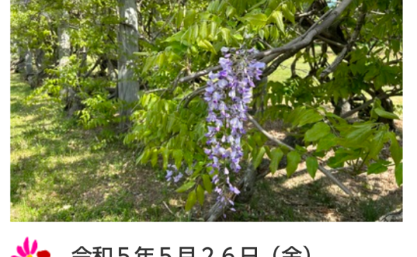 6/2現在　柏林公園の藤棚、見ごろです！