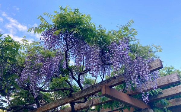 【柏林公園の藤棚】5/31現在、見頃です！