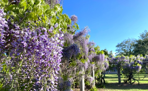 【2025年】柏林公園の藤棚　開花状況