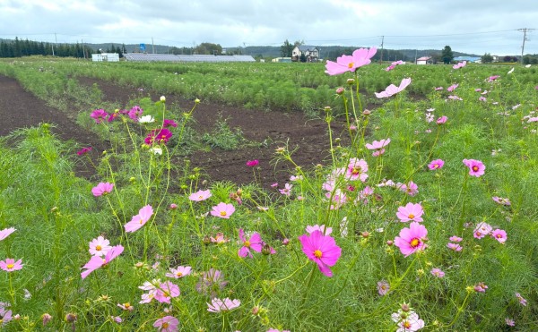 【2025年】コスモスガーデン開花情報